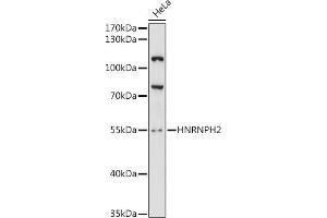 Western blot analysis of extracts of HeLa cells, using HNRNPH2 antibody (ABIN6132180, ABIN6141913, ABIN6141914 and ABIN6216812) at 1:3000 dilution. (HNRNPH2 抗体  (AA 210-285))