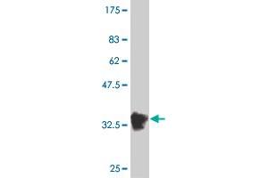 Western Blot detection against Immunogen (36. (BOLL 抗体  (AA 80-176))