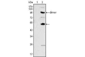 Western Blot showing CSF1 antibody used against human recombinant CSF2 (AA:18-144) (1) and CSF1 (AA:33-496) (2). (M-CSF/CSF1 抗体)