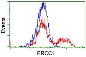 HEK293T cells transfected with either RC200478 overexpress plasmid (Red) or empty vector control plasmid (Blue) were immunostained by anti-ERCC1 antibody (ABIN2455548), and then analyzed by flow cytometry. (ERCC1 抗体)