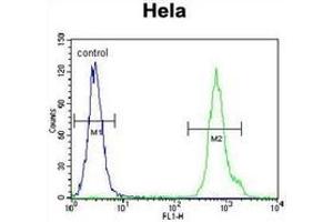 Flow cytometric analysis of Hela cells using LRRC45 Antibody (C-term) Cat. (LRRC45 抗体  (C-Term))
