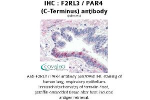 Image no. 1 for anti-Coagulation Factor II (Thrombin) Receptor-Like 3 (F2RL3) (C-Term) antibody (ABIN1734219) (F2RL3 抗体  (C-Term))