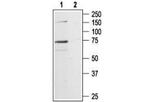 Western blot analysis of rat hippocampus lysates: - 1. (P2RX7 抗体  (C-Term, Intracellular))