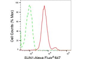 anti-Sad1 and UNC84 Domain Containing 1 (SUN1) antibody