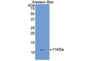 Western blot analysis of the recombinant protein. (SLC6A3 抗体  (AA 562-619))