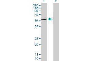 Western Blot analysis of CYP2A7 expression in transfected 293T cell line by CYP2A7 MaxPab polyclonal antibody. (CYP2A7 抗体  (AA 1-494))