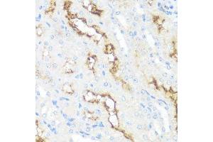 Immunohistochemistry of paraffin-embedded mouse kidney using MME antibody. (MME 抗体  (AA 52-352))