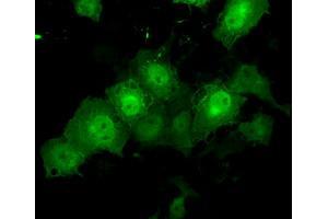 Anti-TTLL12 mouse monoclonal antibody (ABIN2453749) immunofluorescent staining of COS7 cells transiently transfected by pCMV6-ENTRY TTLL12 (RC200841). (TTLL12 抗体)