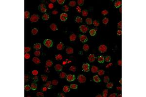 Immunofluorescence staining of U937 cells using ICOS-L Mouse Monoclonal Antibody (ICOSL/3111) followed by goat anti-Mouse IgG conjugated to CF488 (green).