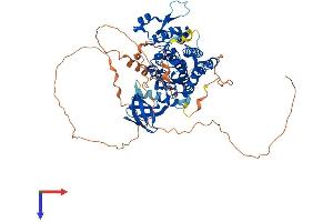 HIPK4 Protein (AA 1-616) (His tag)