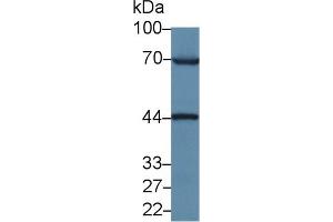 Detection of XRCC6 in Rat Testis lysate using Polyclonal Antibody to X-Ray Repair Cross Complementing 6 (XRCC6)