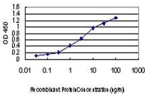 Detection limit for recombinant GST tagged MAP3K4 is approximately 0. (MAP3K4 抗体  (AA 1201-1300))