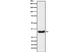 Western blot analysis of LEFTY1 + LEFTY2 expression in Caco2 cell lysate.