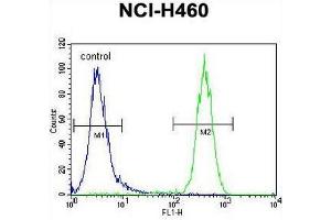 CCDC63 Antibody (C-term) flow cytometric analysis of NCI-H460 cells (right histogram) compared to a negative control cell (left histogram). (CCDC63 抗体  (C-Term))
