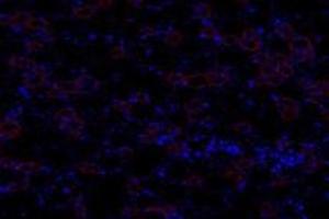 Immunofluorescent analysis of paraformaldehyde-fixed rat kidney using,GNE (ABIN7074056) at dilution of 1: 600 (GNE 抗体)