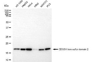 Western blotting analysis using CDGSH iron sulfur domain 2 antibody (ABIN7797994).