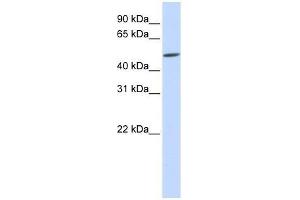EVX2 antibody used at 0. (EVX2 抗体  (Middle Region))