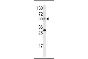 Image no. 1 for anti-Endothelin Receptor Type A (EDNRA) (AA 132-162) antibody (ABIN452933) (Endothelin-1 Receptor 抗体  (AA 132-162))
