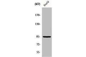 Western Blot analysis of HuvEc cells using Fer Polyclonal Antibody (FER 抗体  (C-Term))