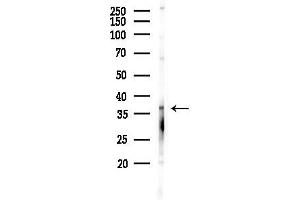 anti-Eukaryotic Translation Initiation Factor 2 Subunit 1 (EIF2S1) (pSer51) antibody