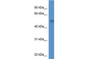 Image no. 1 for anti-Nuclear Factor I/A (NFIA) (C-Term) antibody (ABIN6746156) (NFIA 抗体  (C-Term))