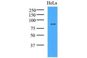 Cell lysates of HeLa (35 ug) were resolved by SDS-PAGE, transferred to nitrocellulose membrane and probed with anti-human GCN5L2 (1:1000). (KAT2A 抗体  (AA 411-837))