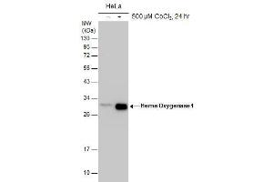 WB Image Untreated (–) and treated (+) HeLa whole cell extracts (30 μg) were separated by 12% SDS-PAGE, and the membrane was blotted with Heme Oxygenase 1 antibody , diluted at 1:1000. (HMOX1 抗体)