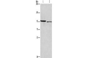 Western Blotting (WB) image for anti-Intercellular Adhesion Molecule 5 (ICAM5) antibody (ABIN2434798) (ICAM5 抗体)
