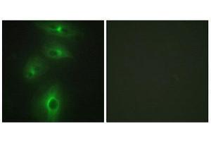 Immunofluorescence (IF) image for anti-Transmembrane Protease, Serine 3 (TMPRSS3) (C-Term) antibody (ABIN1849485) (TMPRSS3 抗体  (C-Term))