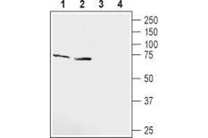 Western Blotting (WB) image for anti-Potassium Voltage-Gated Channel, KQT-Like Subfamily, Member 1 (KCNQ1) (AA 284-297), (Extracellular) antibody (ABIN7043501)