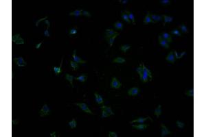 Immunofluorescence staining of HepG2 cells with ABIN7140016 at 1:100, counter-stained with DAPI. (OR5T2 抗体  (AA 298-310))