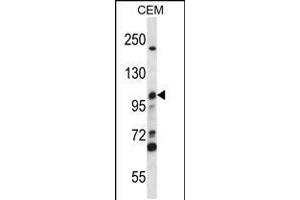 Western blot analysis in CEM cell line lysates (35ug/lane). (MCM4 抗体  (C-Term))