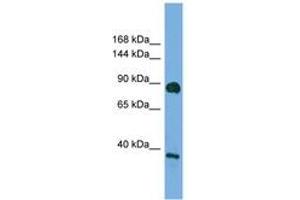 Image no. 1 for anti-Discs, Large Homolog 4 (Drosophila) (DLG4) (AA 683-732) antibody (ABIN6749749) (DLG4 抗体  (AA 683-732))