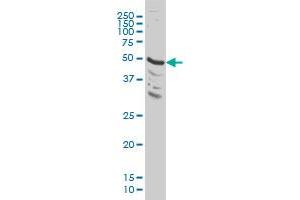 MAPK9 monoclonal antibody (M03), clone 3C12 Western Blot analysis of MAPK9 expression in HeLa . (JNK2 抗体  (AA 321-424))