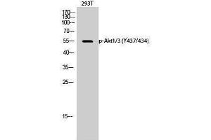 Western Blotting (WB) image for anti-AKT1/3 (pTyr434), (pTyr437) antibody (ABIN3182659) (AKT1/3 (pTyr434), (pTyr437) 抗体)