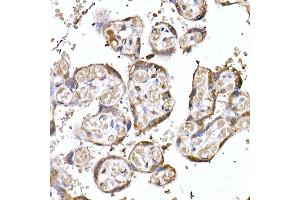 Immunohistochemistry of paraffin-embedded human placenta using MTAP Rabbit mAb (ABIN7268498) at dilution of 1:50 (40x lens). (MTAP 抗体)