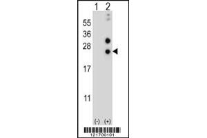 Western blot analysis of CSN1S1 using rabbit polyclonal CSN1S1 Antibody using 293 cell lysates (2 ug/lane) either nontransfected (Lane 1) or transiently transfected (Lane 2) with the CSN1S1 gene. (Casein alpha S1 抗体  (AA 36-65))