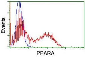HEK293T cells transfected with either RC216176 overexpress plasmid (Red) or empty vector control plasmid (Blue) were immunostained by anti-PPARA antibody (ABIN2455022), and then analyzed by flow cytometry. (PPARA 抗体  (AA 145-420))