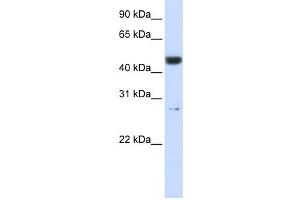 Western Blotting (WB) image for anti-6-phosphogluconolactonase (PGLS) antibody (ABIN2460062) (PGLS 抗体)
