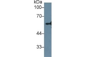 Detection of NEU in Human HepG2 cell lysate using Polyclonal Antibody to Neuraminidase (NEU) (NEU1 抗体  (AA 47-415))