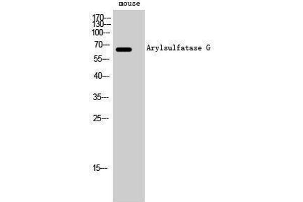 ARSG 抗体  (Internal Region)