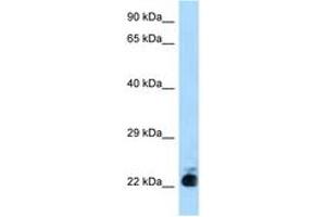 Image no. 1 for anti-Solute Carrier Family 31 (Copper Transporters), Member 1 (SLC31A1) (N-Term) antibody (ABIN6748037)