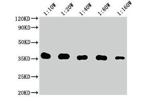Western Blot Positive WB detected in: 10 ng Flag Tag fusion protein Flag Tag antibody at 1:100000, 1:200000, 1:400000, 1:800000, 1:1600000 Secondary Goat polyclonal to mouse IgG at 1/50000 dilution Predicted band size: 35 kDa Observed band size: 35 kDa (DYKDDDDK Tag 抗体)
