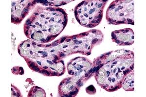 Anti-SLC7A5 antibody IHC of human placenta, terminal villi. (SLC7A5 抗体  (Internal Region))