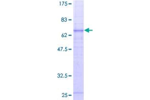 C5AR1 Protein (AA 1-350) (GST tag)