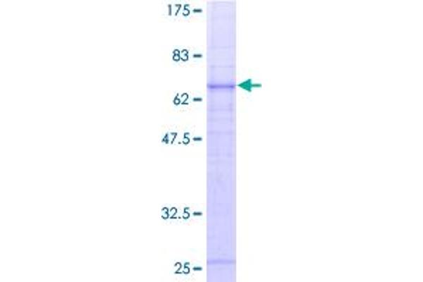 C5AR1 Protein (AA 1-350) (GST tag)