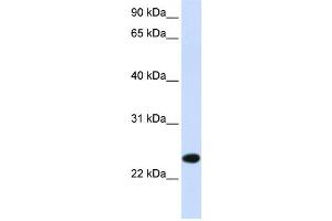 Western Blotting (WB) image for anti-Paired Immunoglobin-Like Type 2 Receptor beta (PILRB) antibody (ABIN2459063) (PILRB 抗体)
