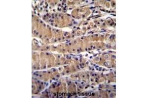 TEKT5 Antibody (Center) immunohistochemistry analysis in formalin fixed and paraffin embedded human stomach tissue followed by peroxidase conjugation of the secondary antibody and DAB staining. (TEKT5 抗体  (Middle Region))