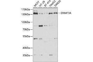 Western blot analysis of extracts of various cell lines, using DNMT3A antibody (ABIN6130285, ABIN6139748, ABIN6139750 and ABIN6222162) at 1:1000 dilution. (DNMT3A 抗体  (AA 500-700))