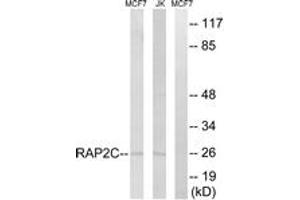 Western blot analysis of extracts from Jurkat/MCF-7 cells, using RAP2C Antibody. (RAP2C 抗体  (AA 97-146))
